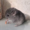 Бонд нЧЖ