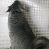 АС Марконий НЧЖ НКПА