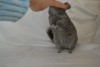 3 мес