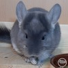 Энакин