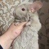 Барни