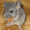 Амина