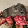 Крис
