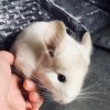 Милка