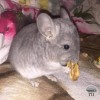 Филя