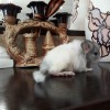 Рокки