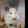 Фанни Белка