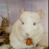 Фанни Снежок