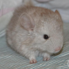 Амина