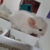 Атос