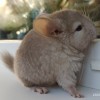 Франческа