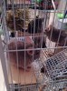 Бежечка (на переднем плане) и Гена