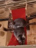 Буся (на заднем плане более светлая ) и Хвостик