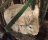 Котя в доме бывшего хозяина