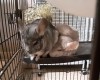 Котя (справа) и Буся