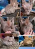 Котя