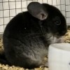 Максимилиан ЧЖ