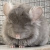 Корнеил 