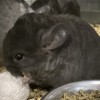 Эвон нрекс 