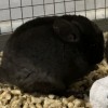 Элои нрекс