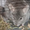 Стар Клодия