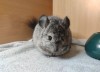 Уника