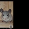Наоми н нем