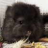 АС Черный Принц