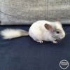 Мартин
