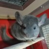 Артемий Фадо 