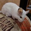 Рафаэла