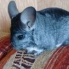 Шоник