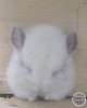 Блум