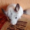 Лютик