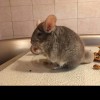 Маркиз