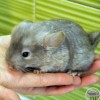 Мила
