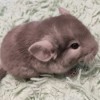 Клайд