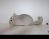 Аристотель