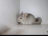 Оливия