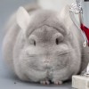 4 Стар Чечина
