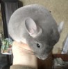3 мес