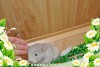 Эсмиральда