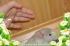 Эсмиральда