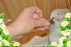 Эсмиральда