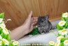 Эрнесто