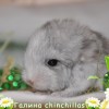 Синтия