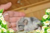 Синтия