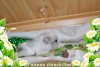 Синтия