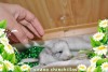 Синтия