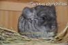 Парадиз